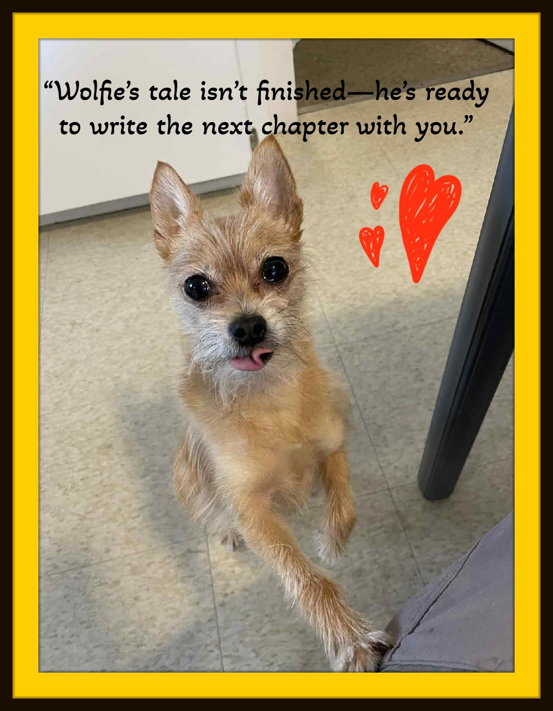 Wolfie: Small in size, mighty in heart—ready to guard your home and steal your heart., Adoptable, Adult Male Yorkshire Terrier.