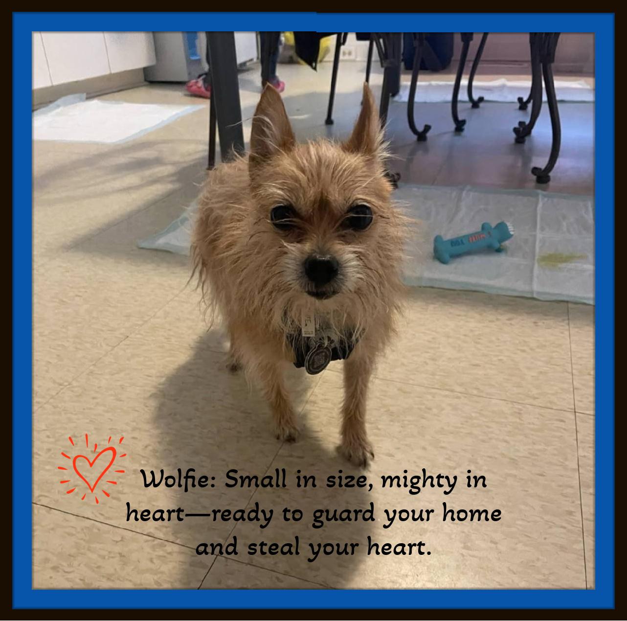 Wolfie: Small in size, mighty in heart—ready to guard your home and steal your heart.