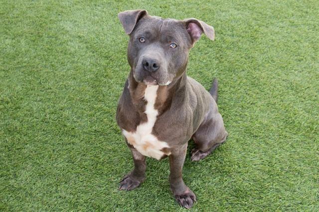 Enlarge BLEU CHEESE, a Adoptable mixed breed in Santa Monica, CA image 1/1