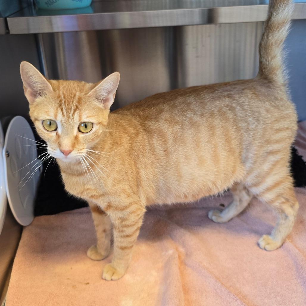 Izzy, Adoptable, Adult Female Domestic Short Hair & Domestic Short Hair.