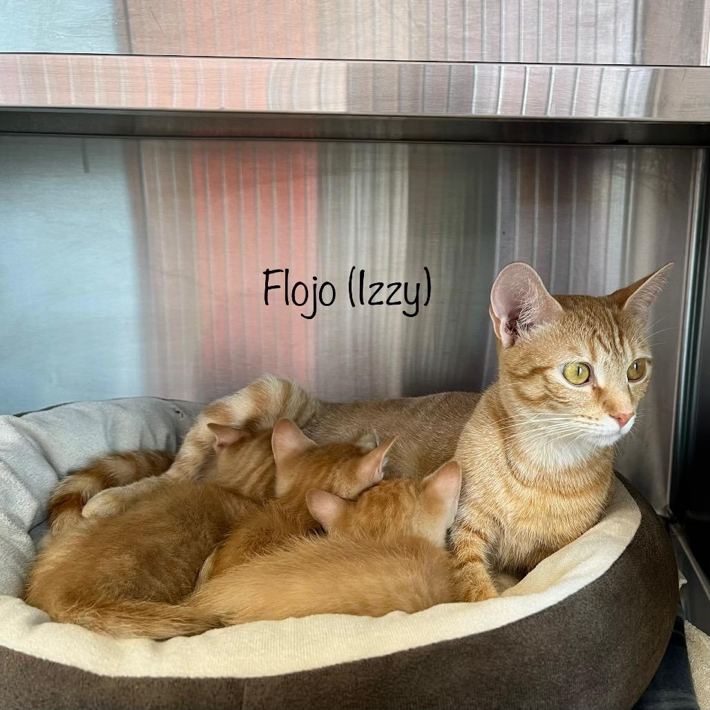 Enlarge Izzy, a Adoptable mixed breed in Madisonville, TN image 2/4