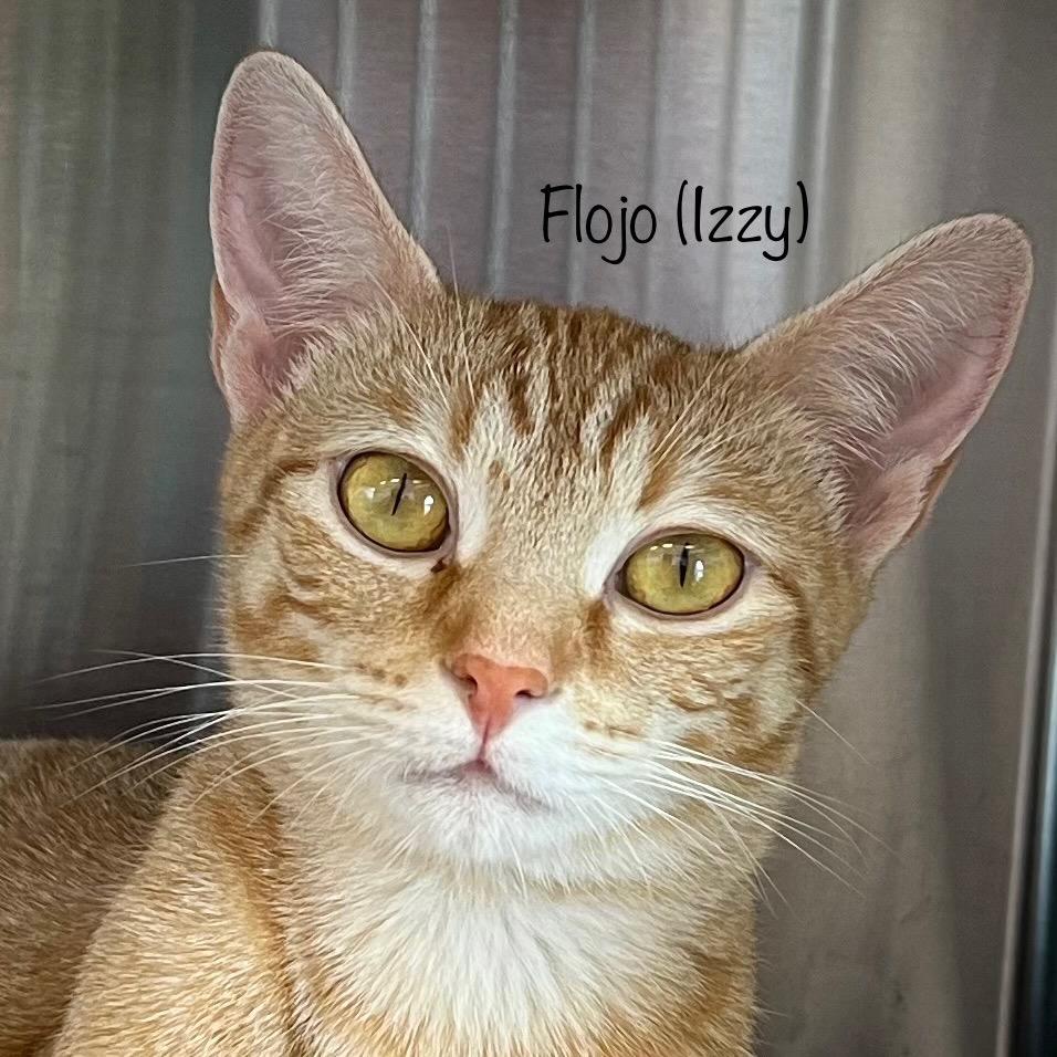 Enlarge Izzy, a Adoptable mixed breed in Madisonville, TN image 4/4