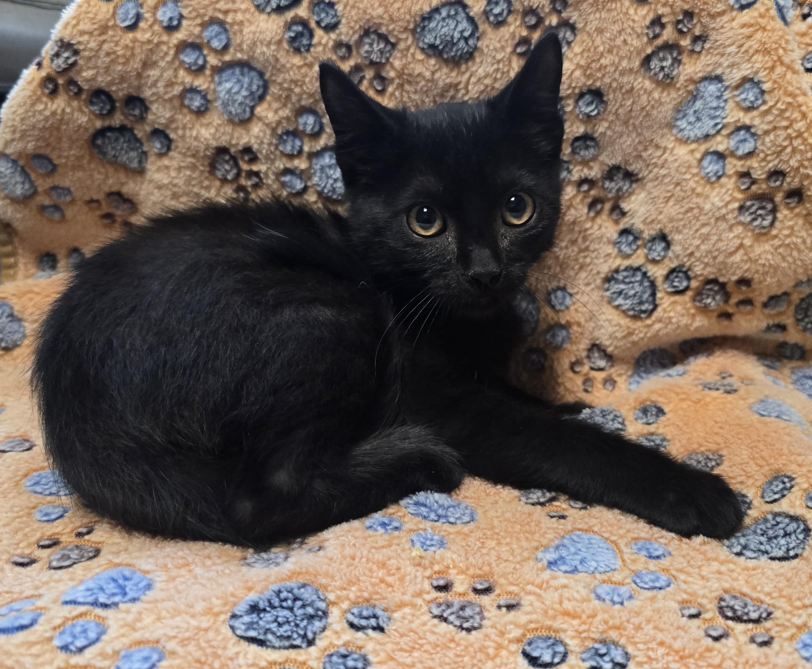 Montey, ADOPTABLE, Young Male Domestic Short Hair.