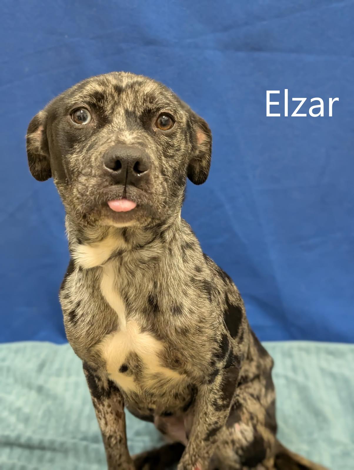 Elzar, ADOPTABLE, Adult Male Catahoula Leopard Dog.