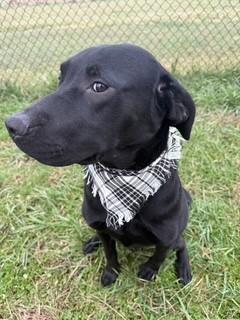 Midnight, a ADOPTABLE mixed breed in Lebanon, TN image 1/3