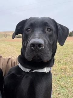 Midnight, a ADOPTABLE mixed breed in Lebanon, TN image 2/3