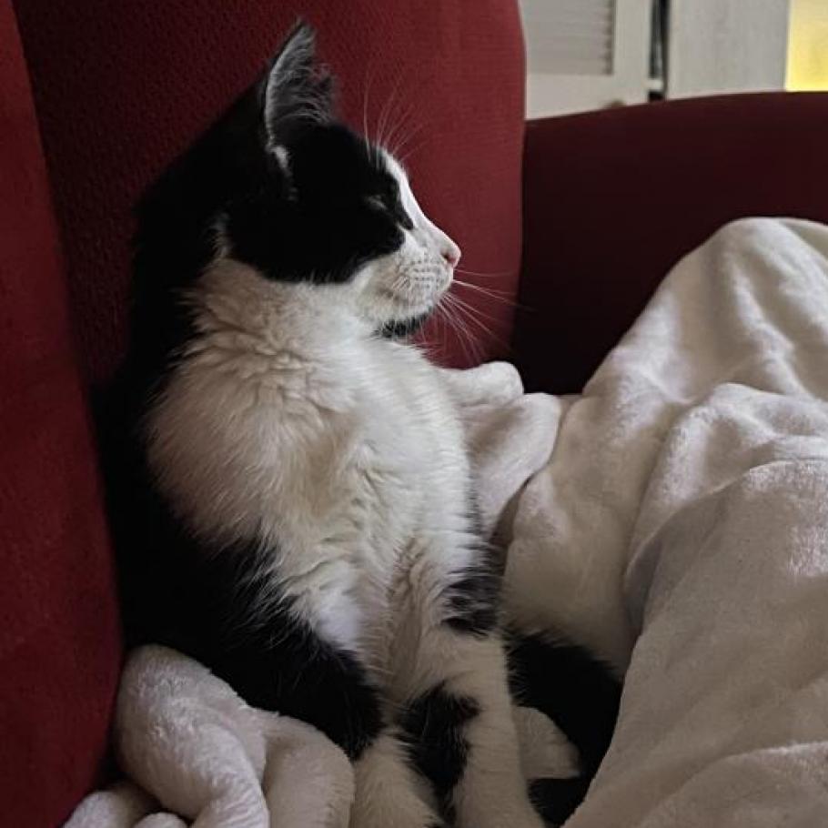 Axel, Adoptable, Young Female Domestic Medium Hair.