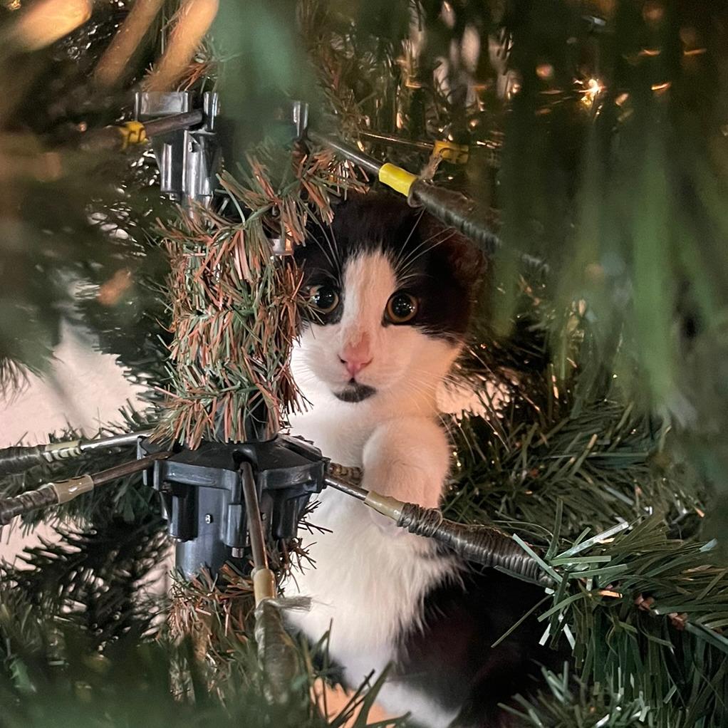 Axel, a Adoptable Domestic Medium Hair in Fresno, CA image 2/6