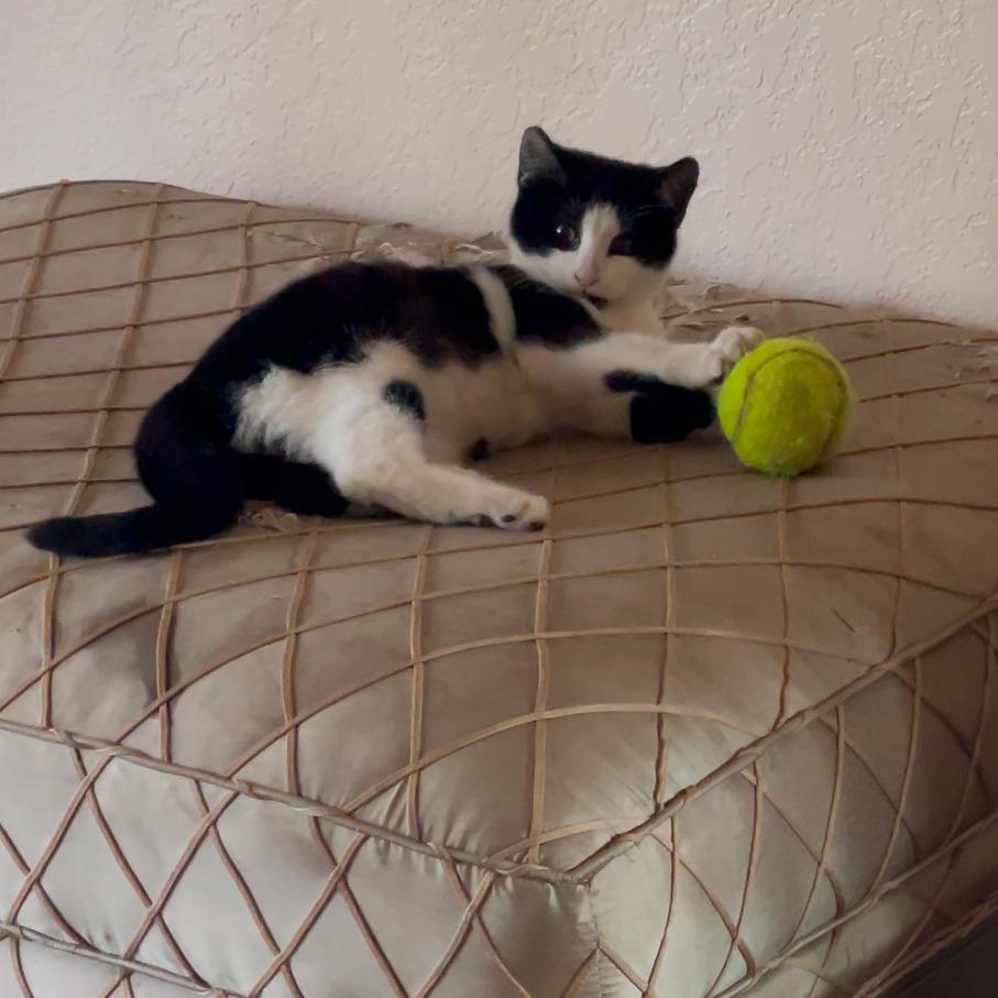 Axel, a Adoptable Domestic Medium Hair in Fresno, CA image 3/6