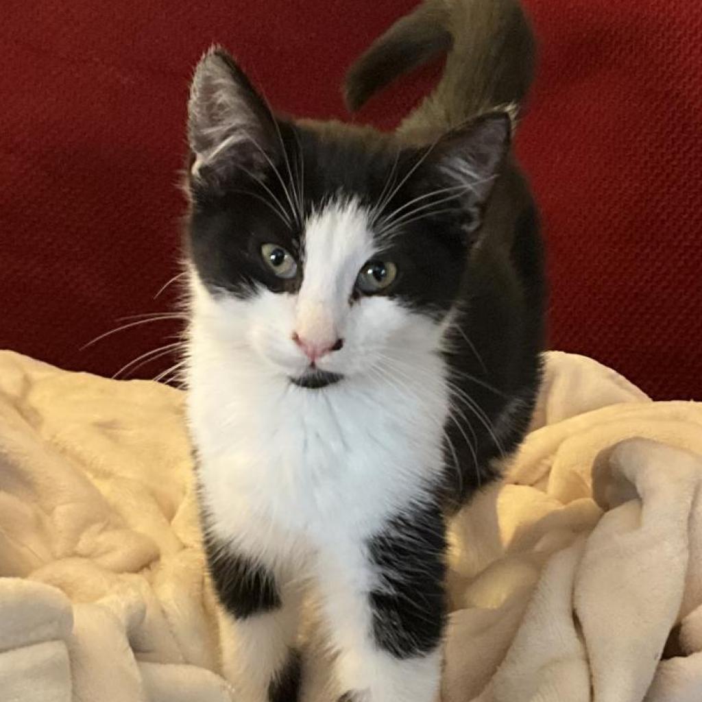 Axel, a Adoptable Domestic Medium Hair in Fresno, CA image 4/6