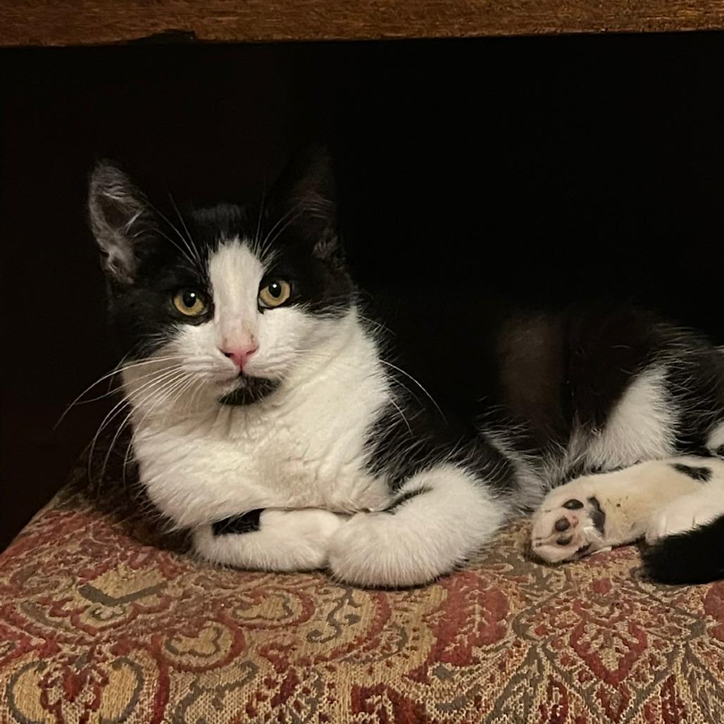 Axel, a Adoptable Domestic Medium Hair in Fresno, CA image 5/6