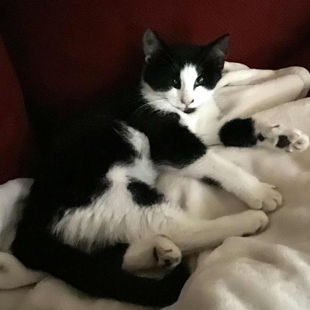 Axel, a Adoptable Domestic Medium Hair in Fresno, CA image 6/6