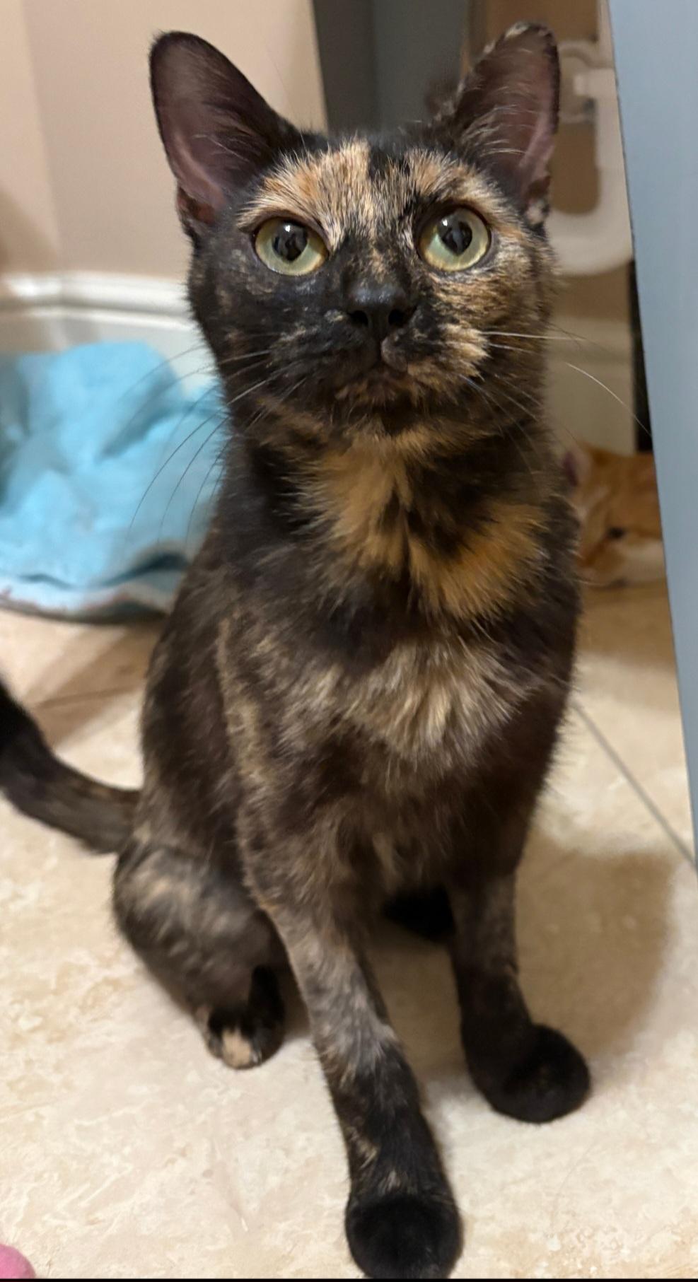 Minnie, Adopted, Young Female Tortoiseshell.