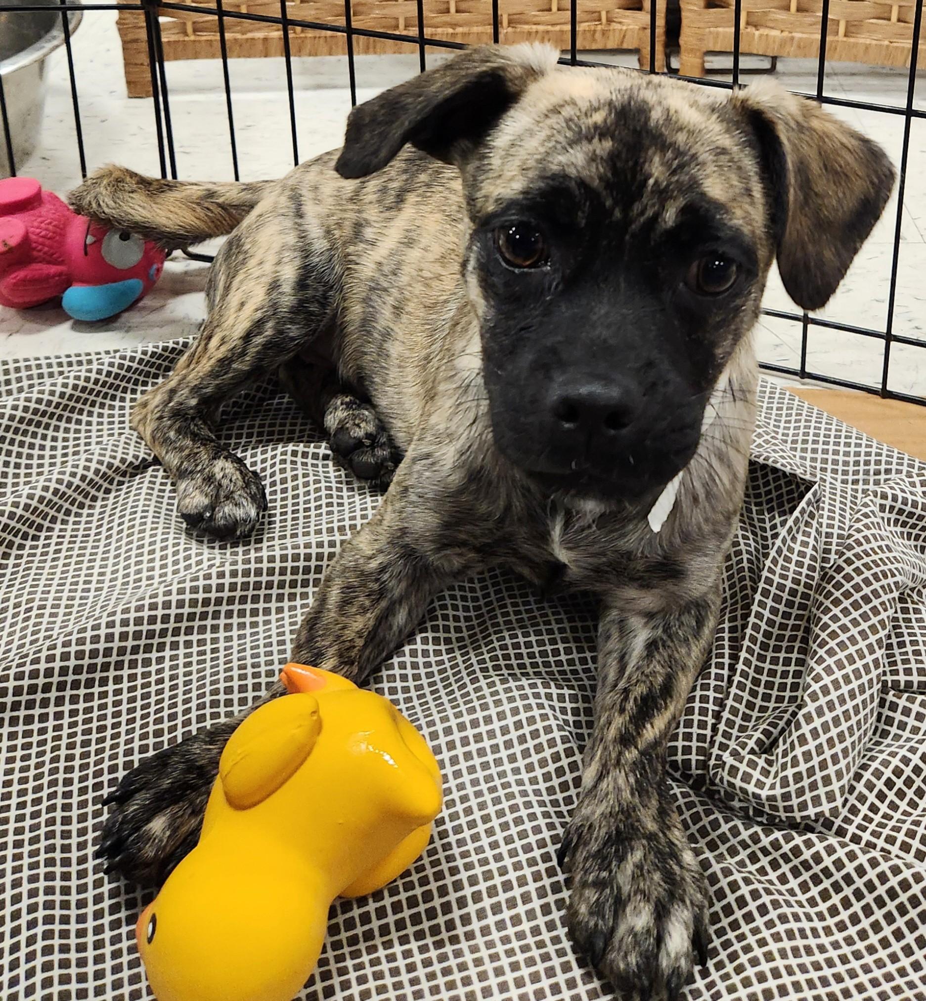 Bridget Marie, adopted, Puppy Female Pug & Dachshund (Long Haired).