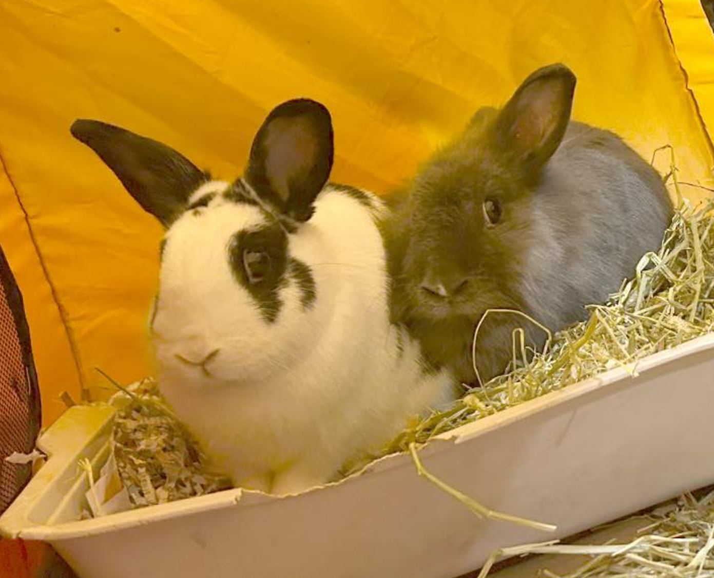 Carrie & Kiki, Adoptable, Adult Female Lionhead & Dwarf.