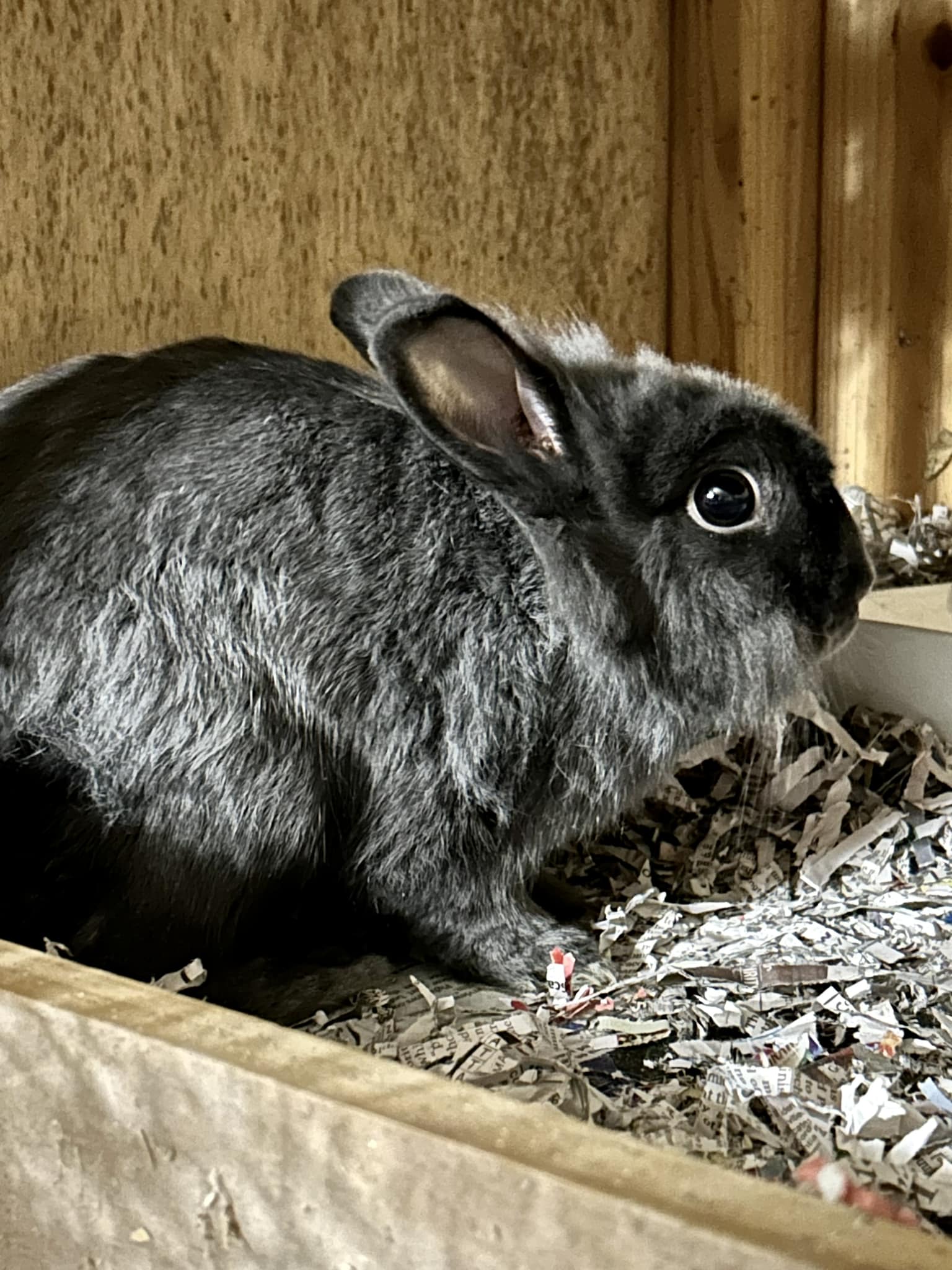 Carrie & Kiki, a Adoptable mixed breed in Paradis, LA image 2/3