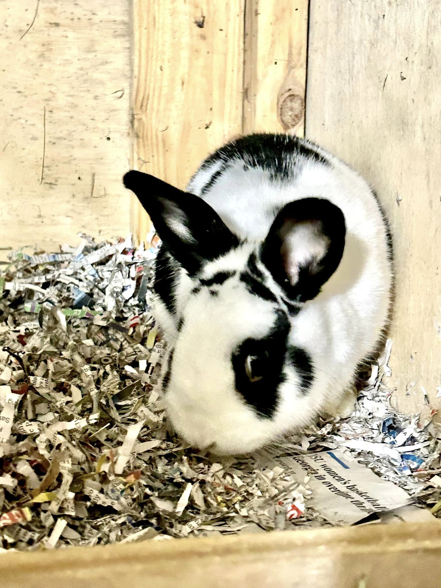 Carrie & Kiki, a Adoptable mixed breed in Paradis, LA image 3/3