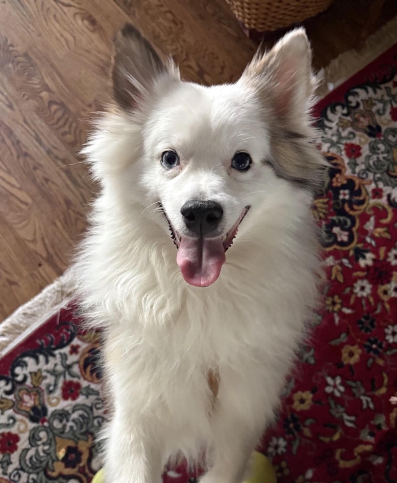 Enlarge Juju, an adoption pending mixed breed in Richmond, VA image 1/2