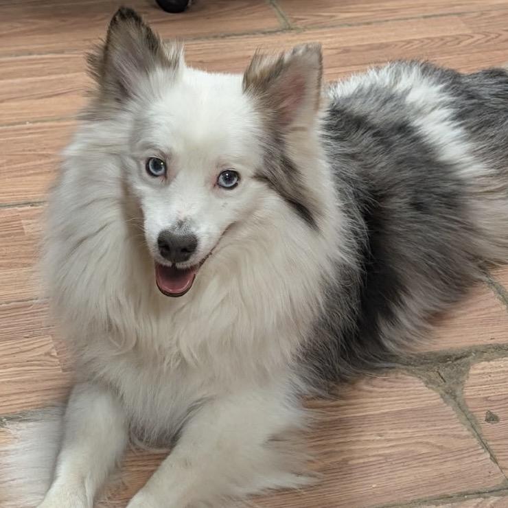 Juju, ADOPTABLE, Adult Male American Eskimo Dog & Australian Shepherd.