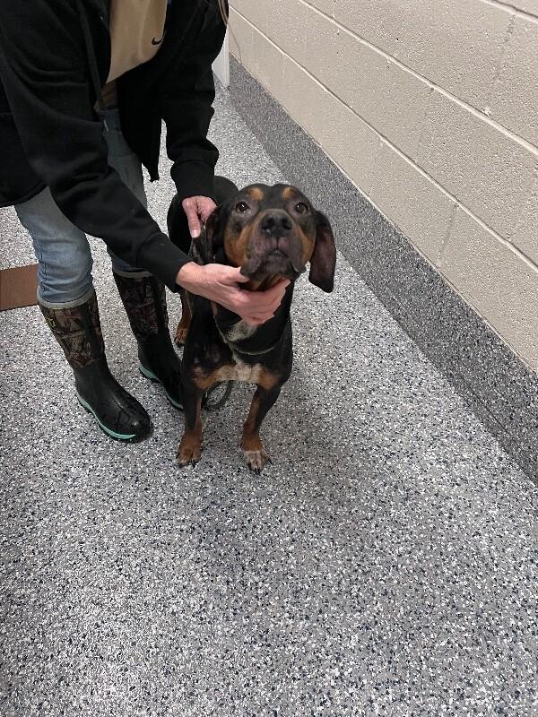 Luna, a Adoptable Catahoula Leopard Dog in Burgaw, NC image 1/2
