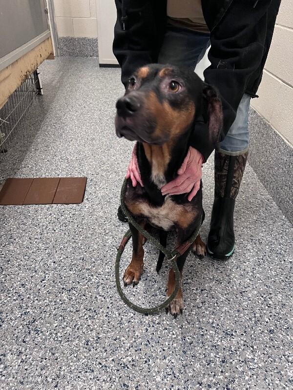 Luna, a Adoptable Catahoula Leopard Dog in Burgaw, NC image 2/2