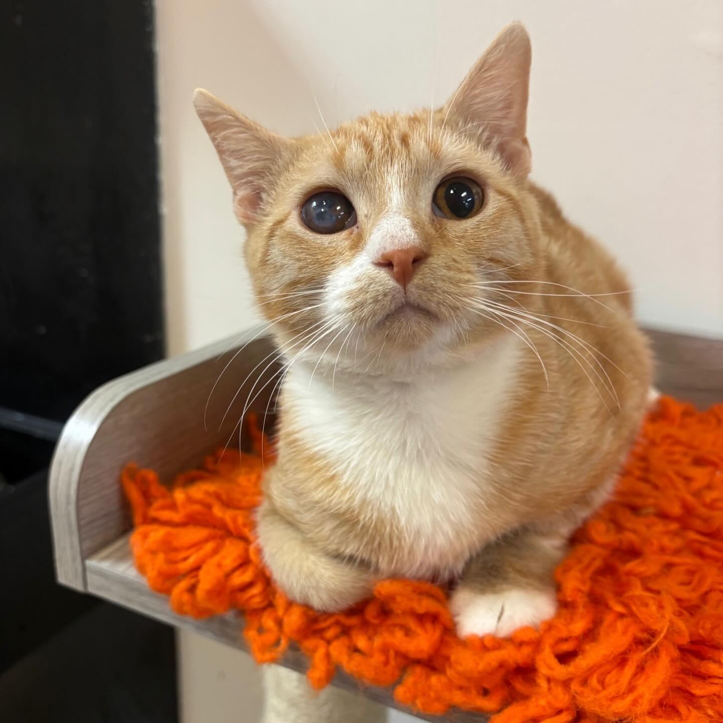 Enlarge Tangerine @ Fat Cat Cafe, a ADOPTABLE mixed breed in Tallahassee, FL image 3/4