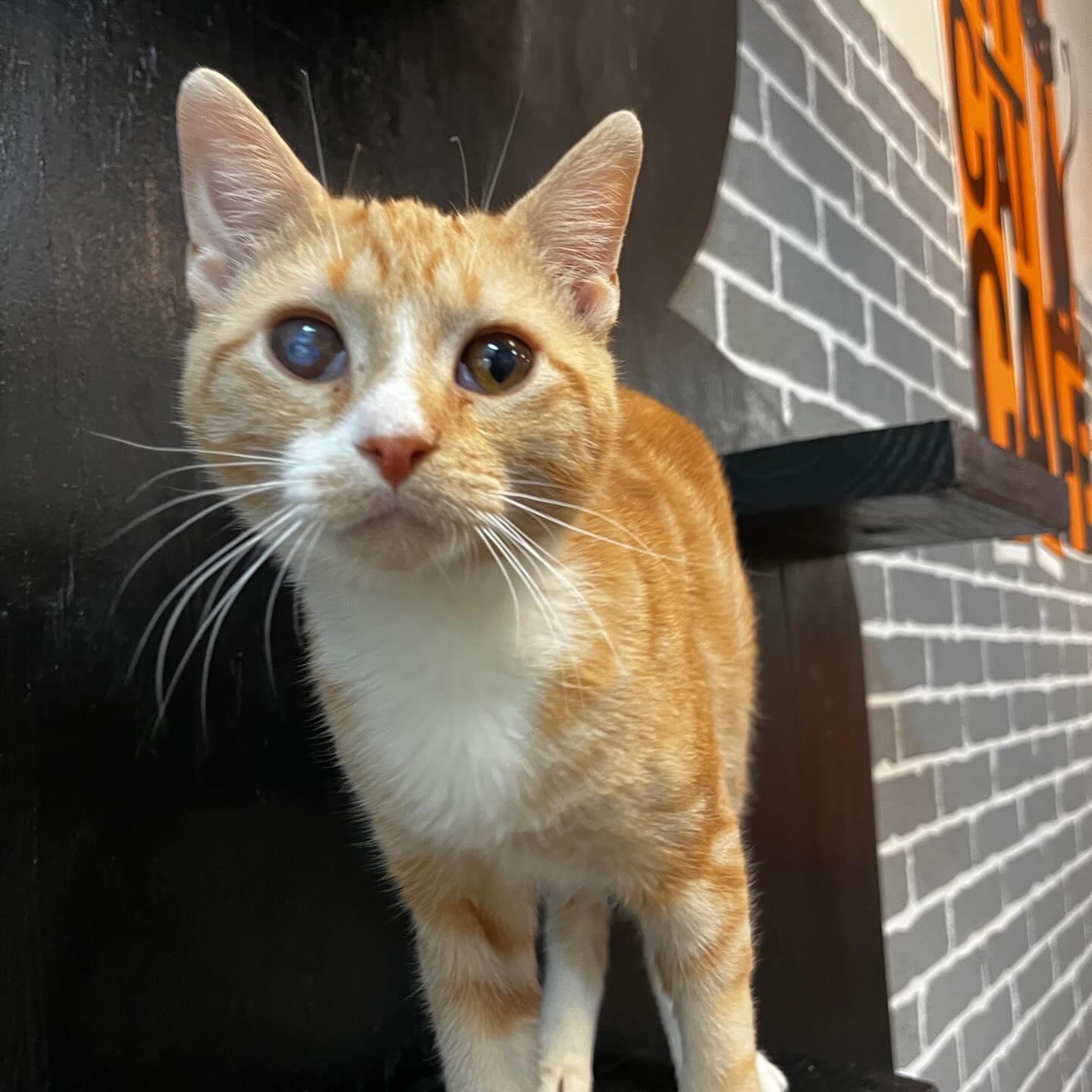 Enlarge Tangerine @ Fat Cat Cafe, a ADOPTABLE mixed breed in Tallahassee, FL image 2/4
