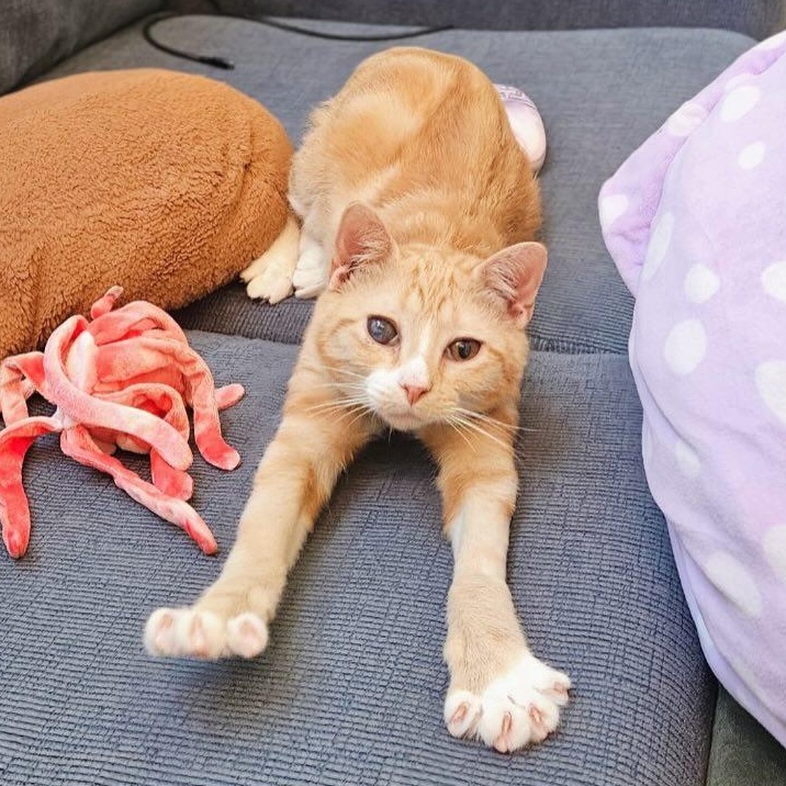 Tangerine @ Fat Cat Cafe, ADOPTABLE, Kitten Female Domestic Short Hair & Tabby.