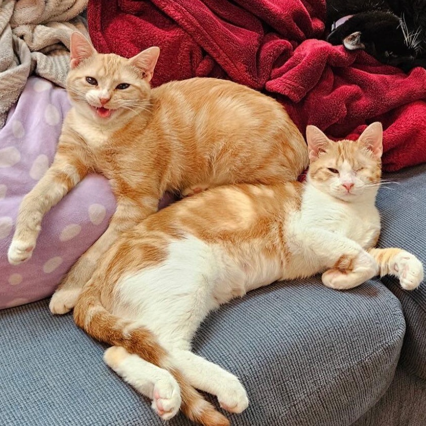 Enlarge Tangerine @ Fat Cat Cafe, a ADOPTABLE mixed breed in Tallahassee, FL image 4/4