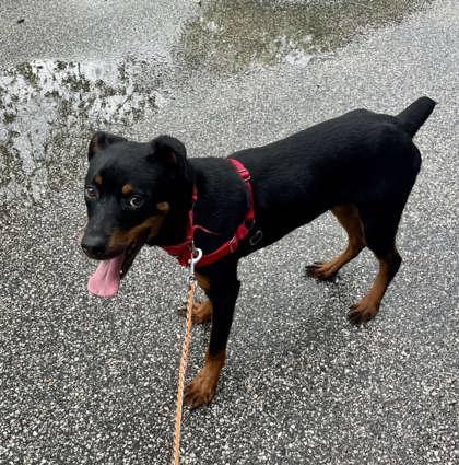 Enlarge Watson, a Adoptable mixed breed in Annapolis, MD image 2/4