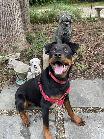 Enlarge Watson, a Adoptable mixed breed in Annapolis, MD image 4/4