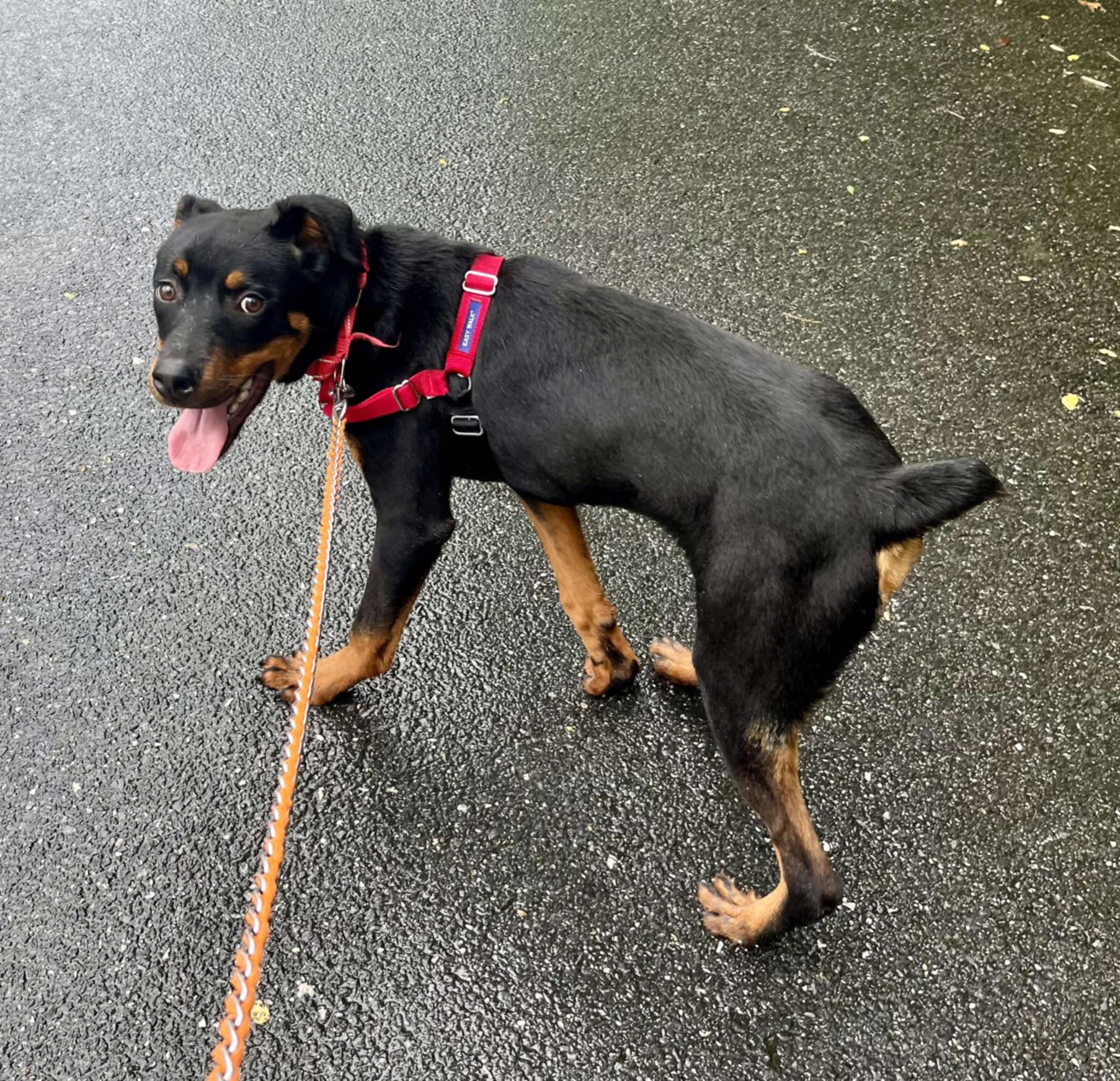 Enlarge Watson, a Adoptable mixed breed in Annapolis, MD image 3/4