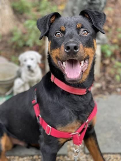 Enlarge Watson, a Adoptable mixed breed in Annapolis, MD image 1/4