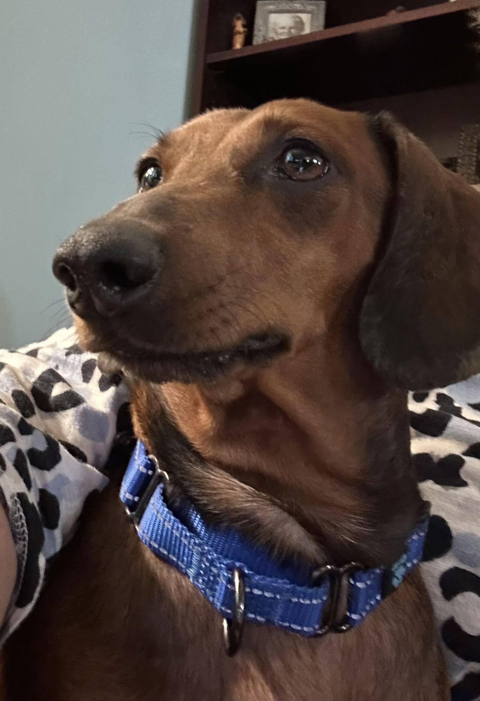 Chacho, Adoptable, Adult Male Dachshund.