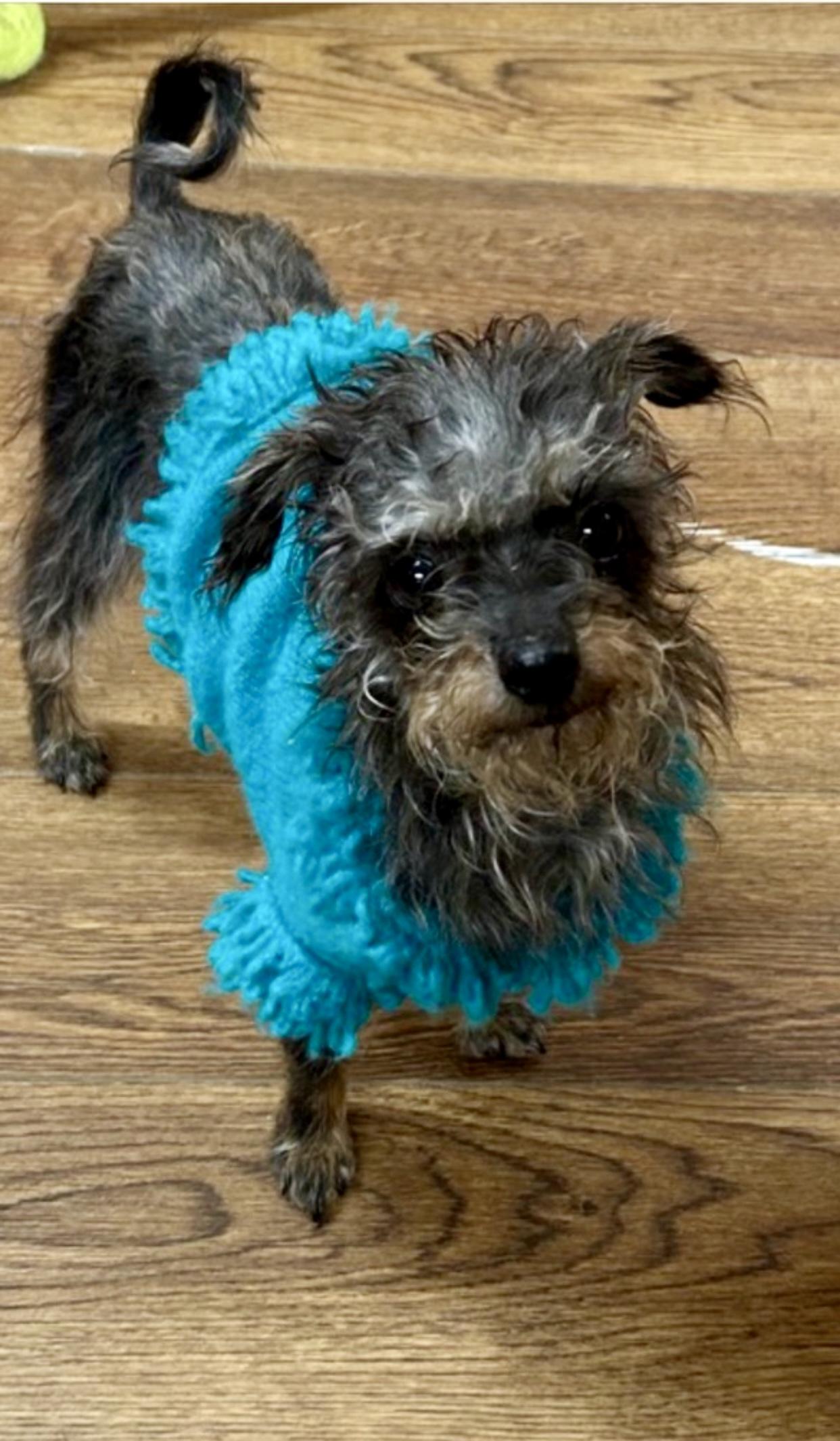 Enlarge Mya, a Adoptable mixed breed in Hartwell, GA image 3/3