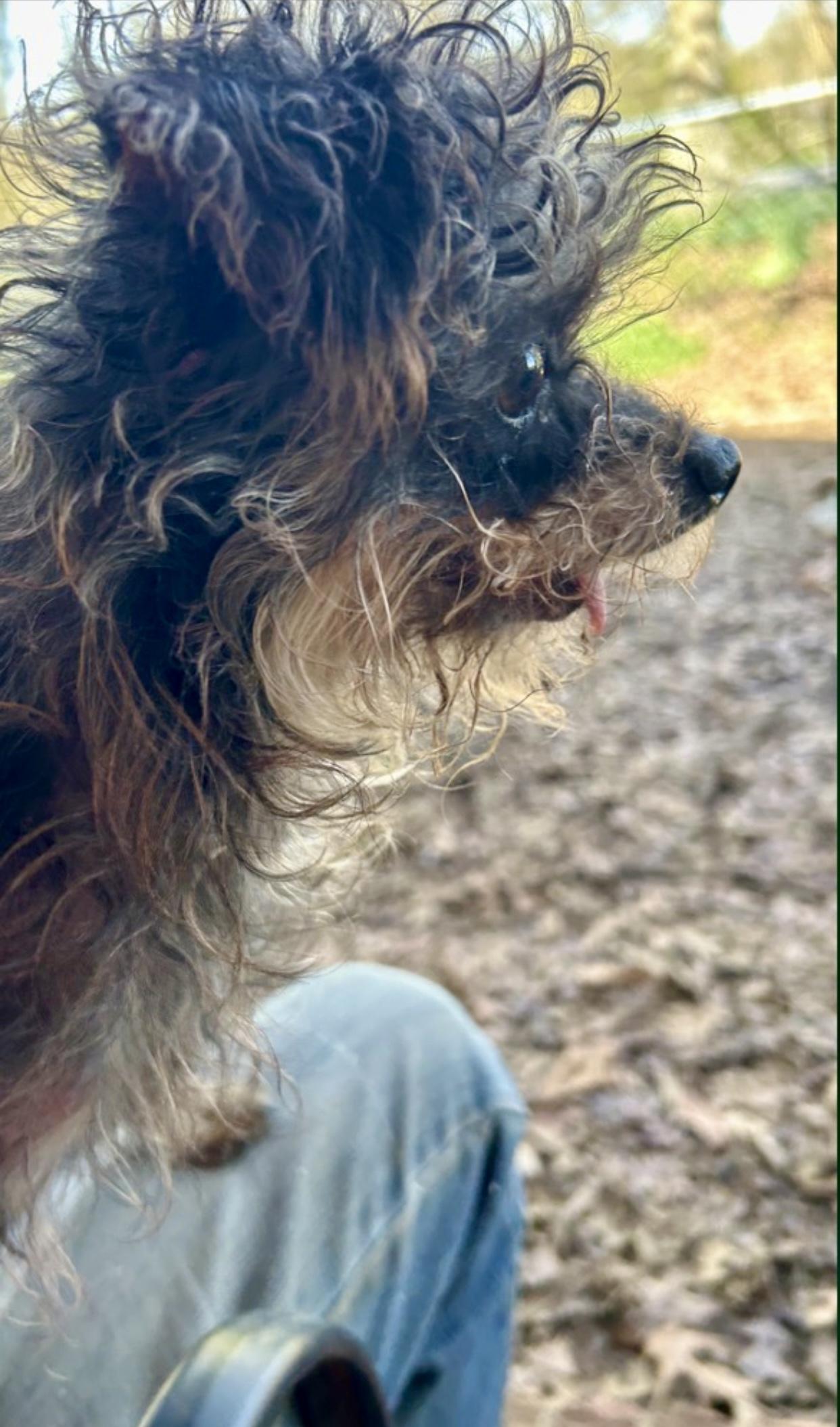 Enlarge Mya, a Adoptable mixed breed in Hartwell, GA image 2/3