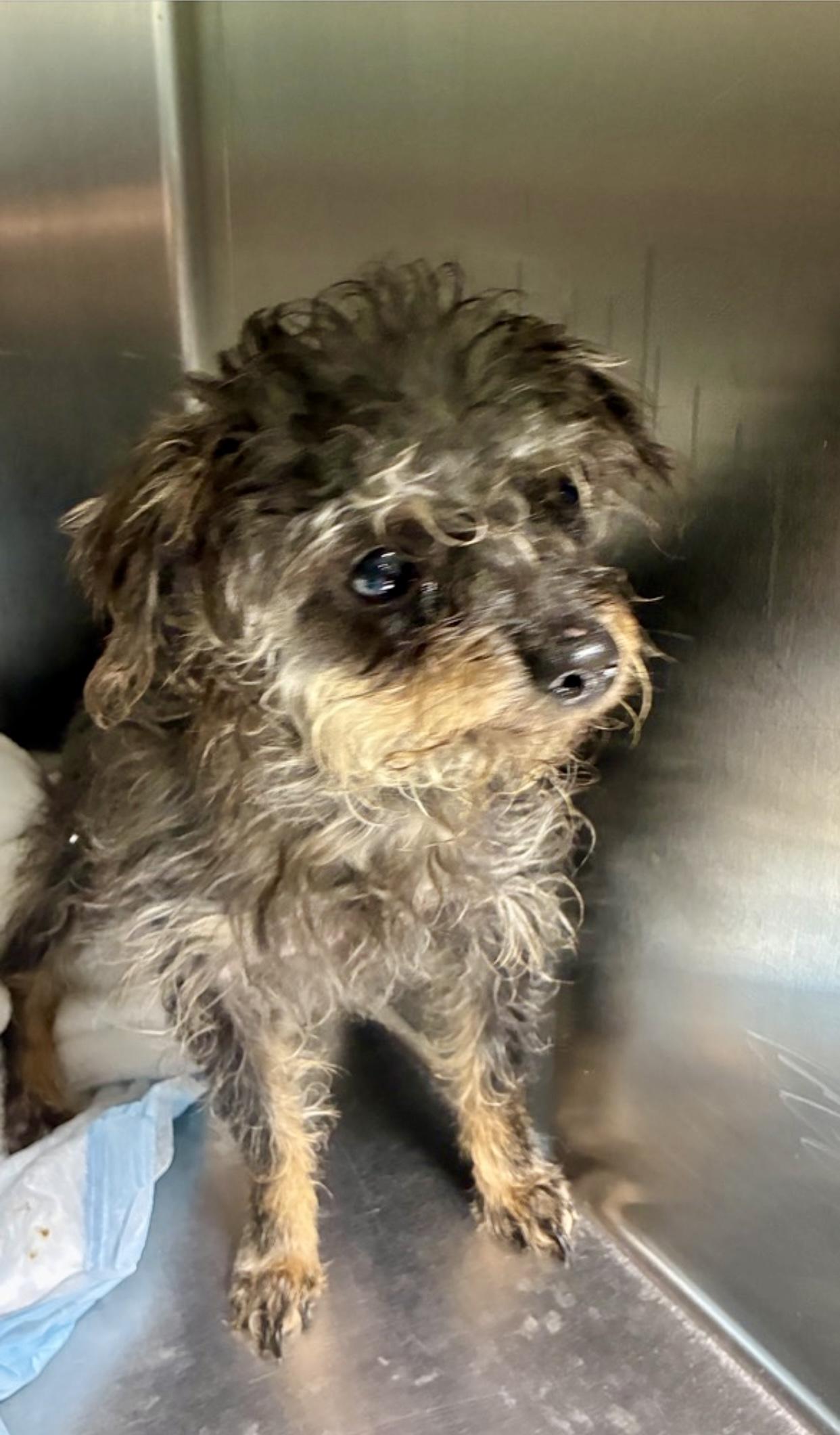 Mya, Adoptable, Adult Female Poodle (Toy).