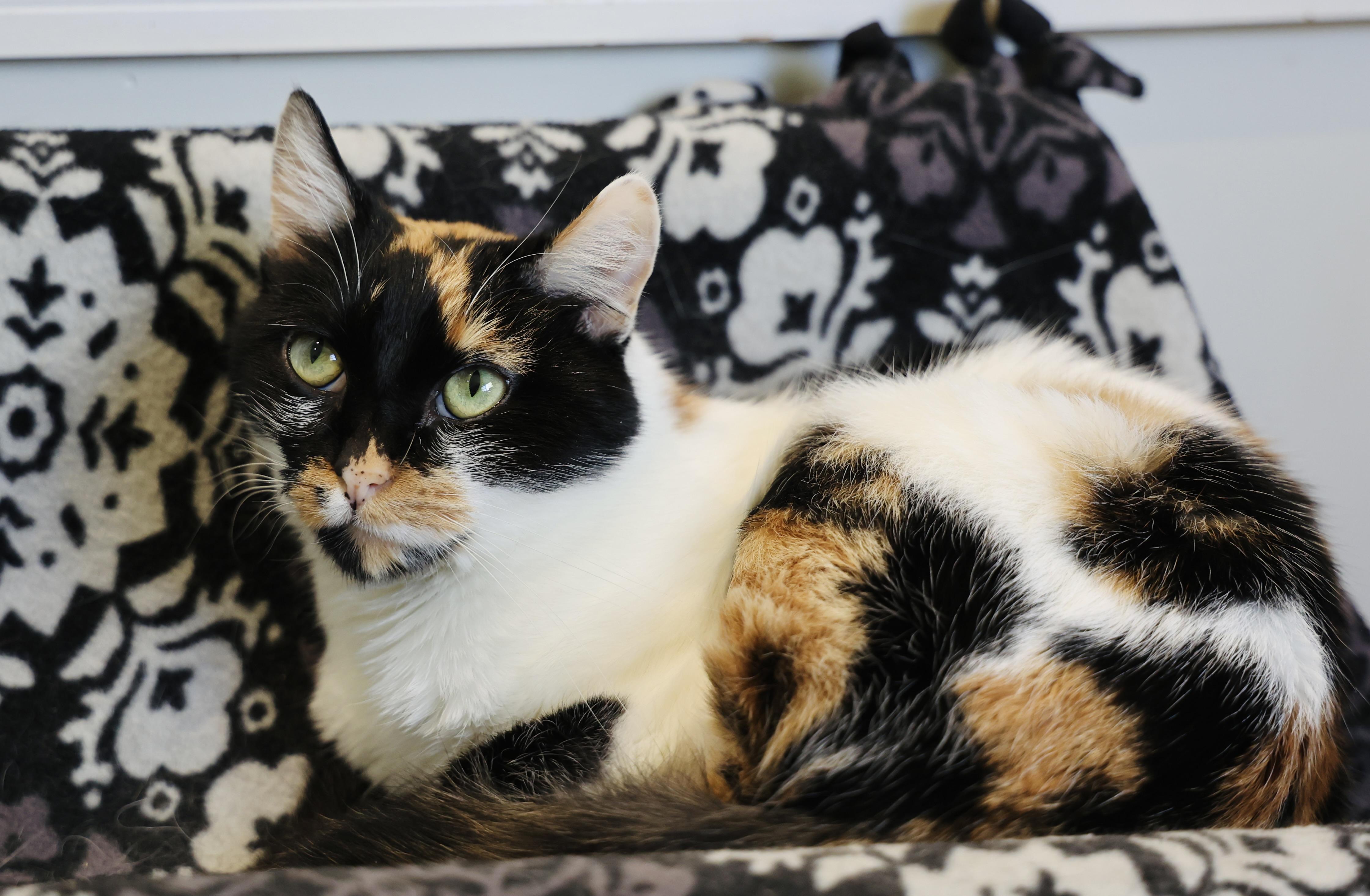 Maisie, Adoptable, Adult Female Domestic Short Hair & Domestic Short Hair.