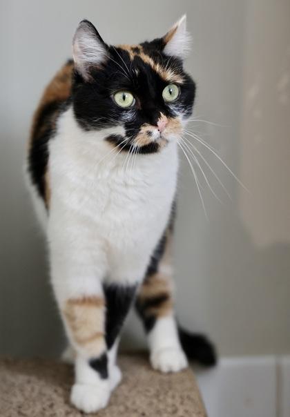 Enlarge Maisie, a Adoptable Domestic Short Hair in Hastings, MN image 2/3