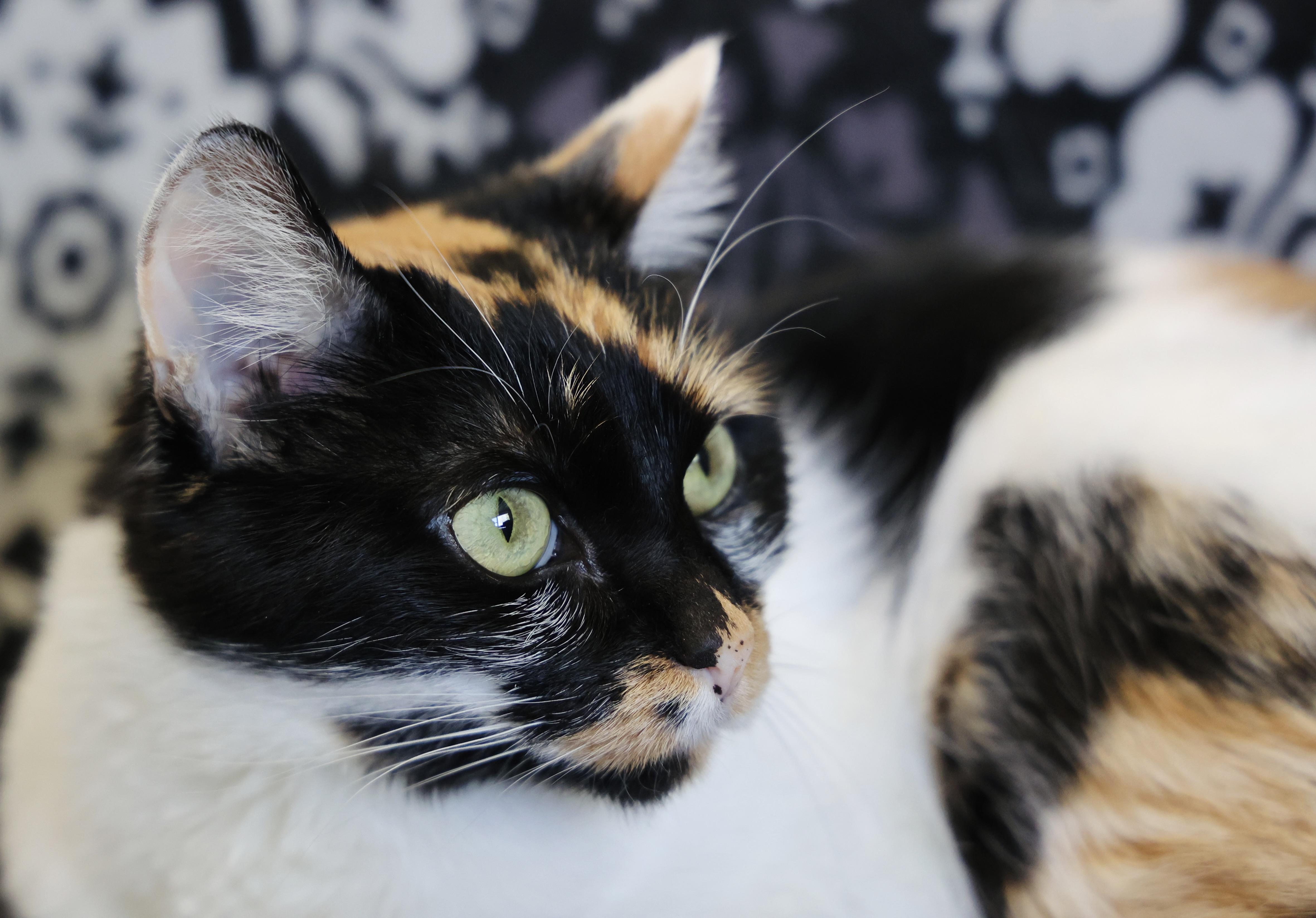 Enlarge Maisie, a Adoptable Domestic Short Hair in Hastings, MN image 3/3