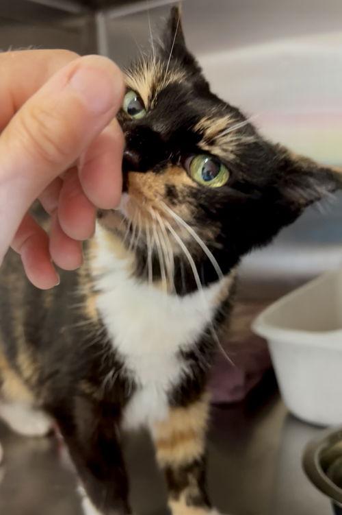 Cinnamon (FCID# 03/21/2019 - 10 Trainer) SN meds photo 2