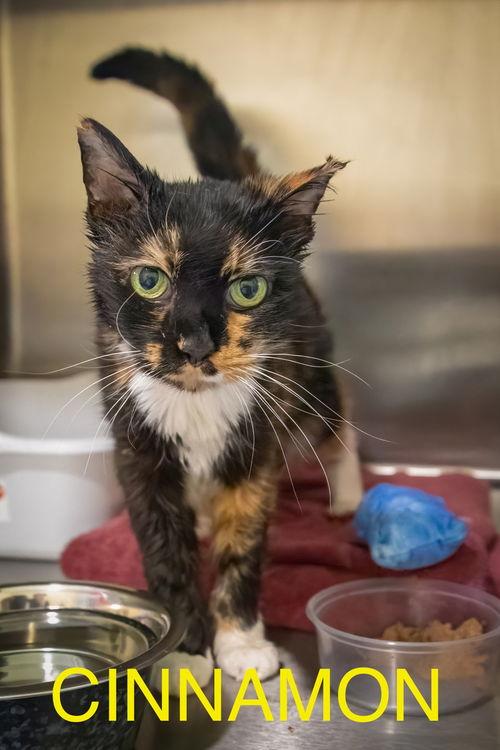 Cinnamon (FCID# 03/21/2019 - 10 Trainer) SN meds, Senior Female Calico