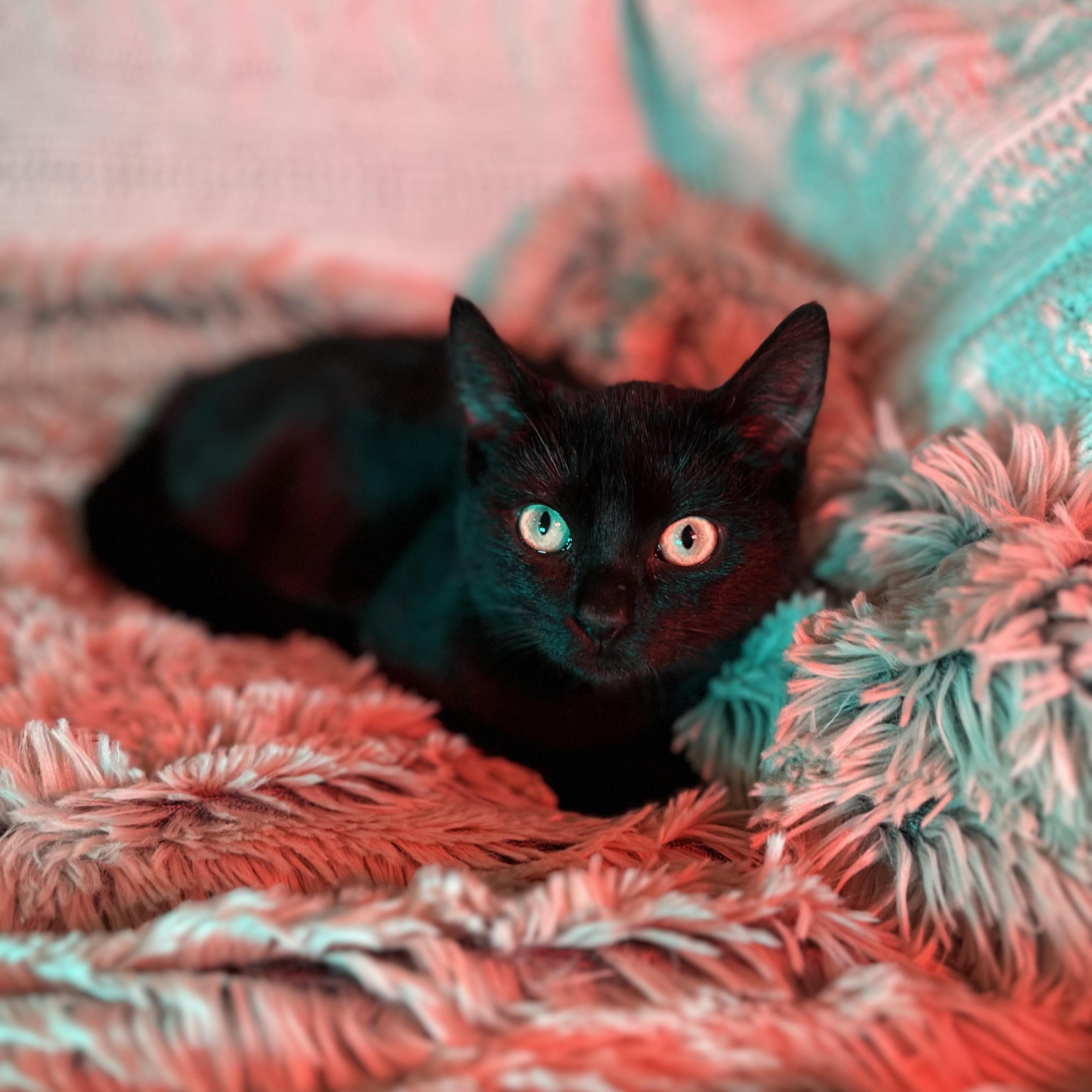 Enlarge Lomion , a Adoptable Domestic Short Hair in Fort Oglethorpe, GA image 2/3