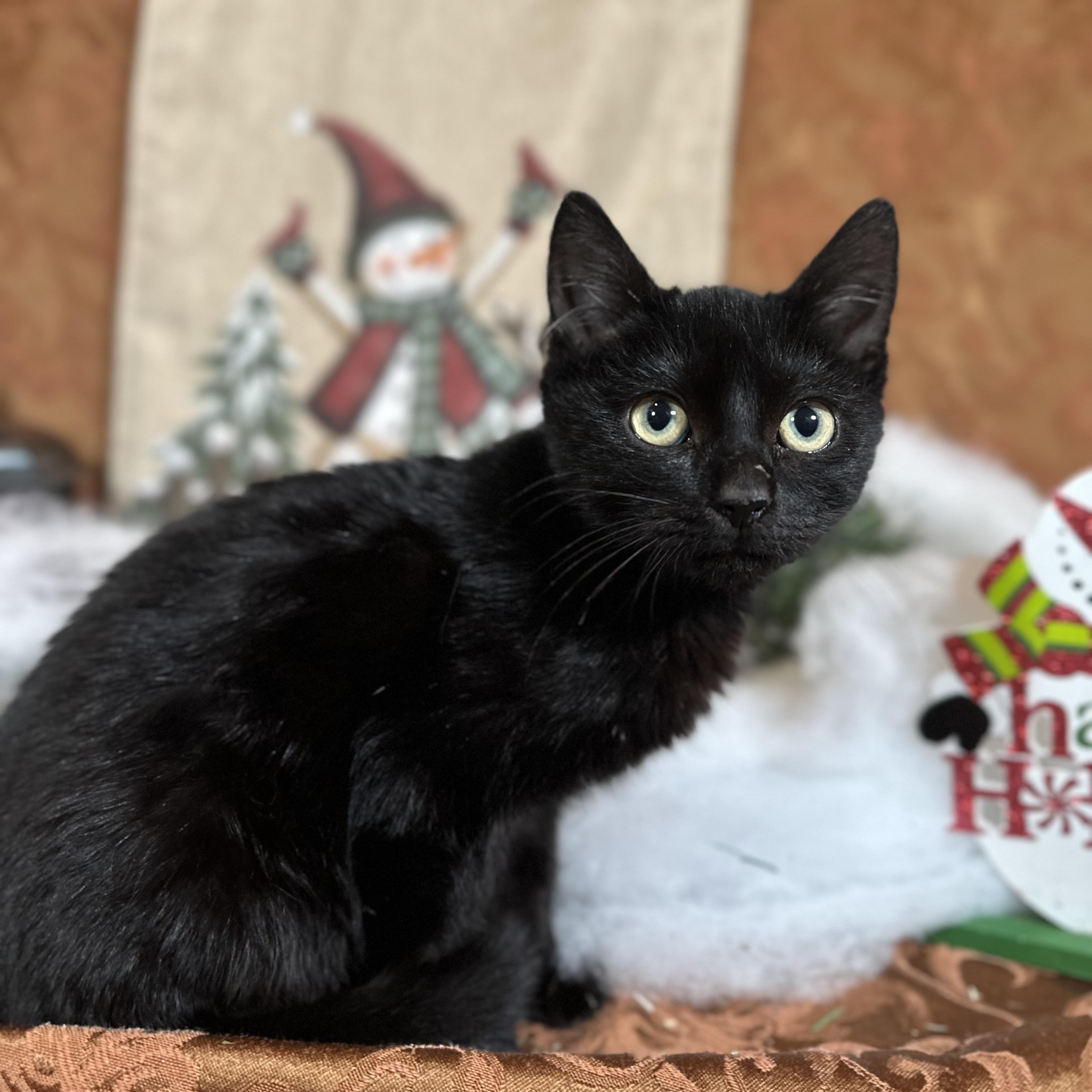 Enlarge Lomion , a Adoptable Domestic Short Hair in Fort Oglethorpe, GA image 3/3