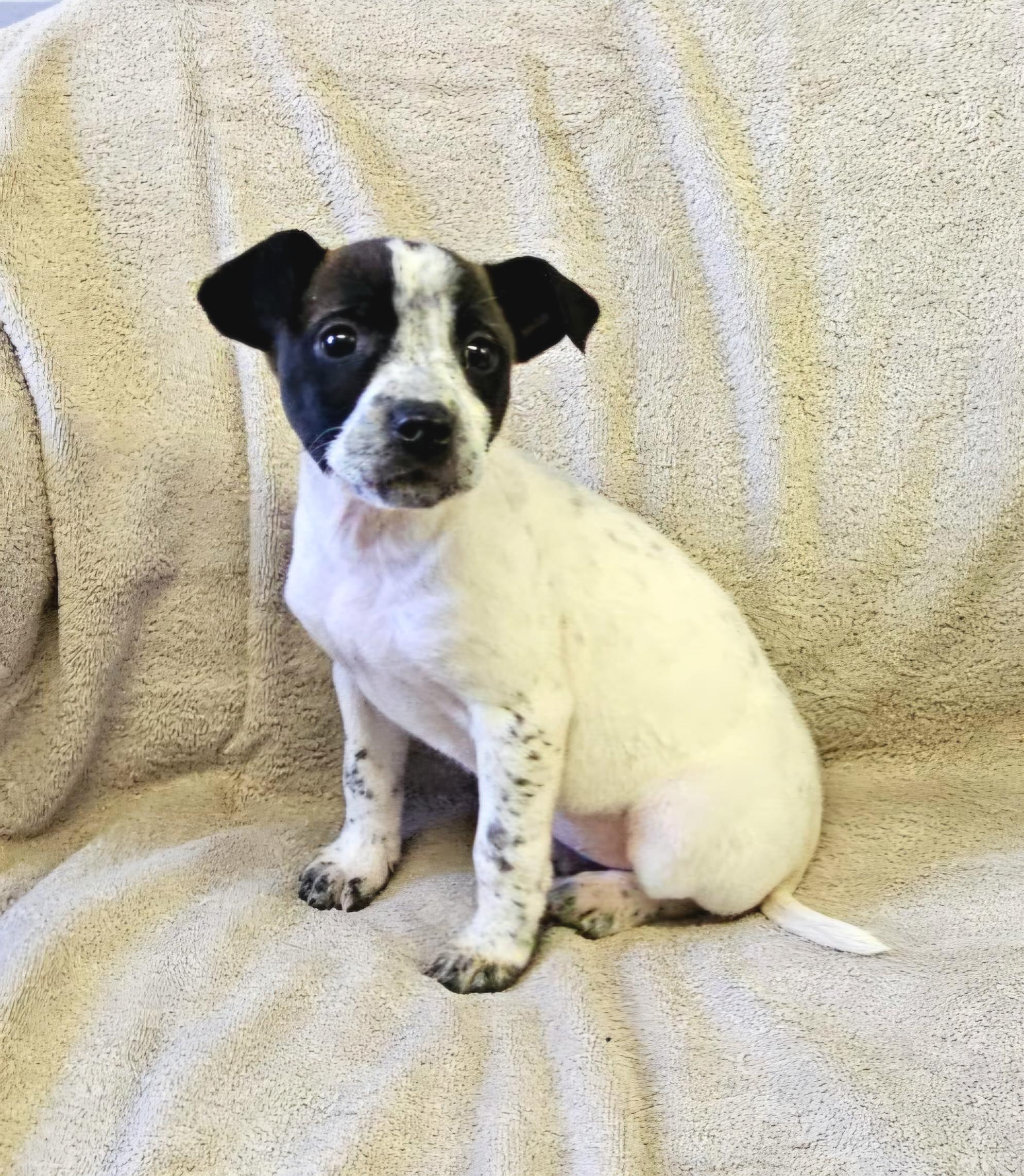 Enlarge Lainey, a ADOPTABLE mixed breed in Arlington Heights, IL image 2/6