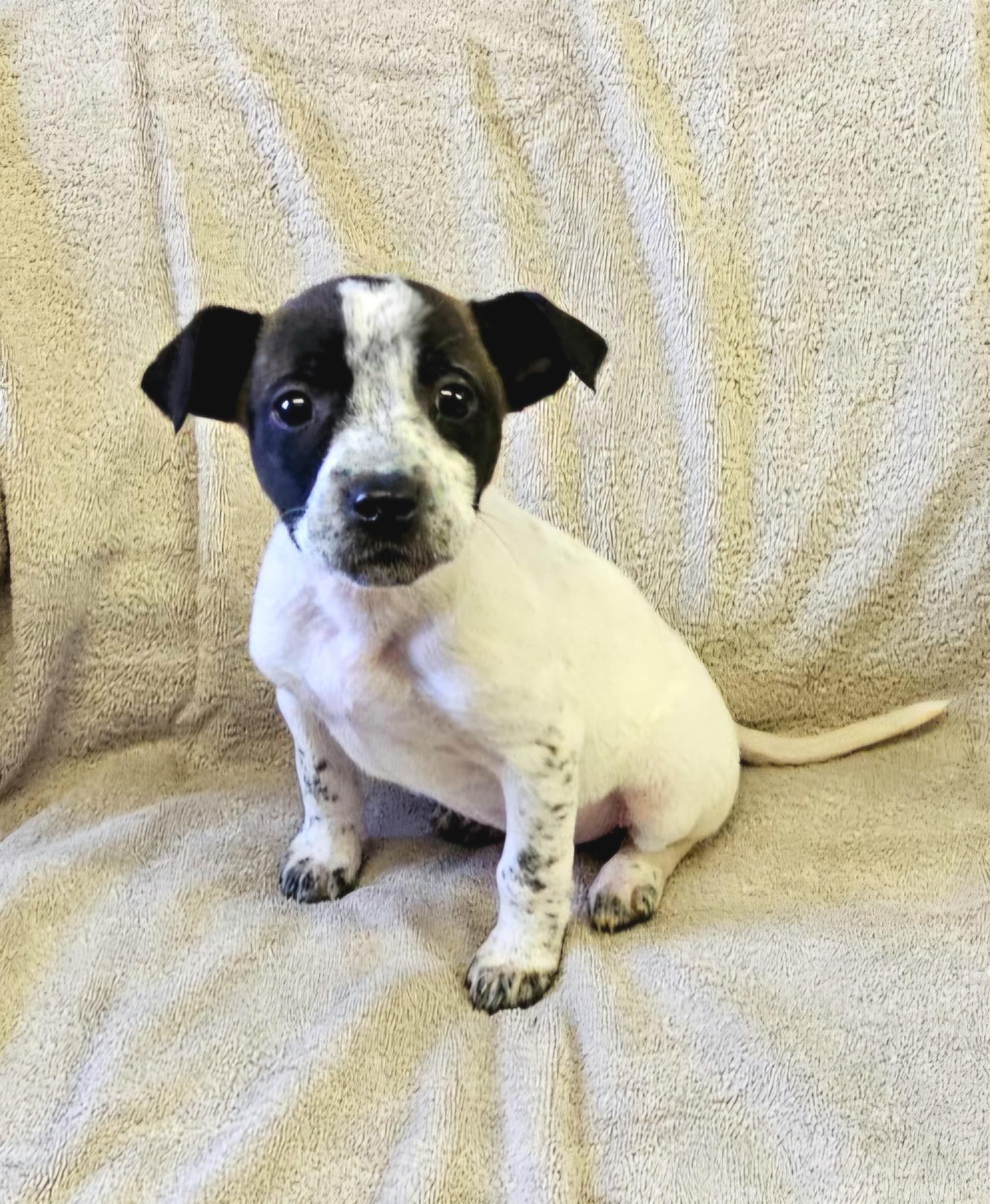 Enlarge Lainey, a ADOPTABLE mixed breed in Arlington Heights, IL image 4/6