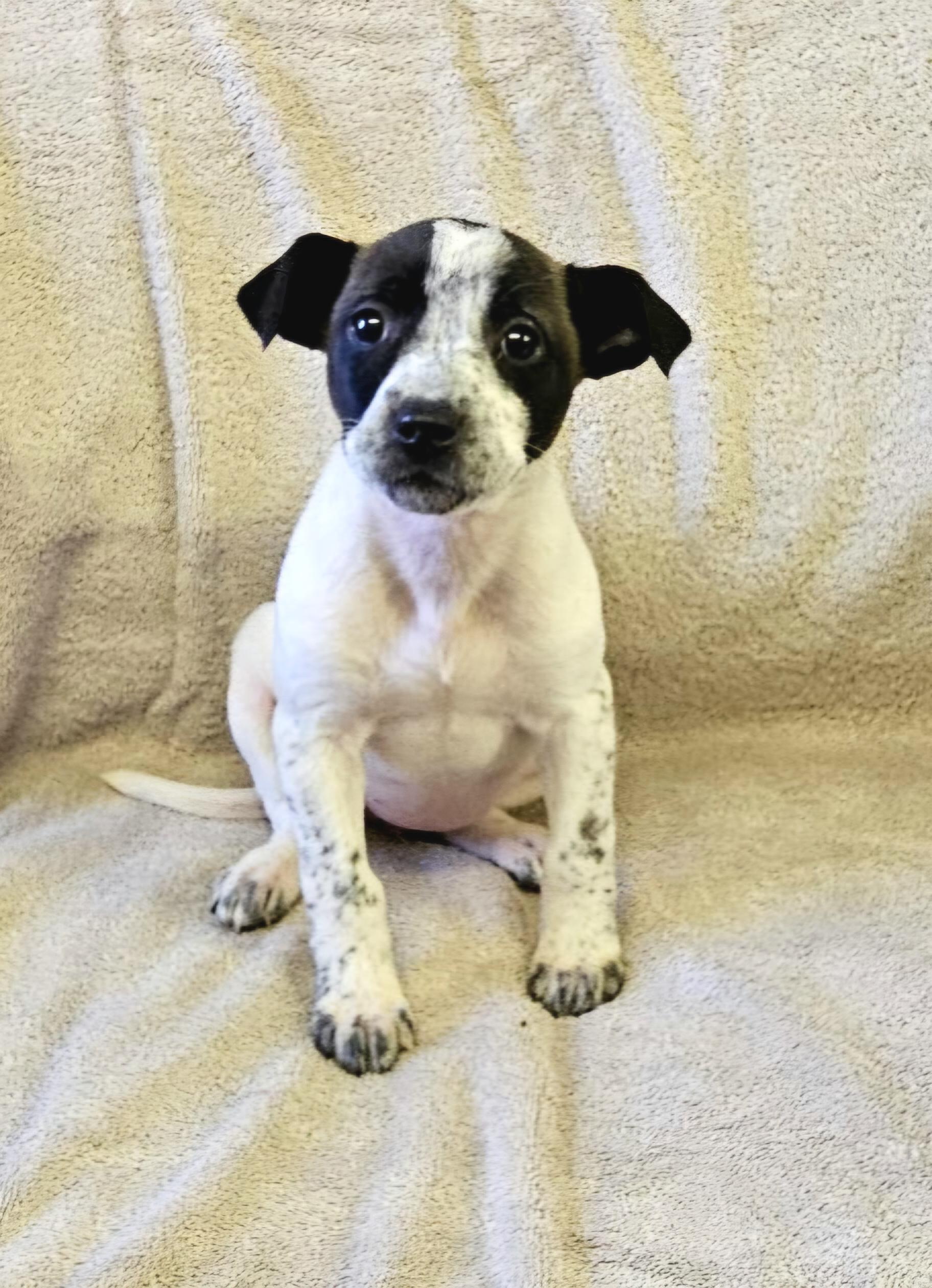 Enlarge Lainey, a ADOPTABLE mixed breed in Arlington Heights, IL image 5/6