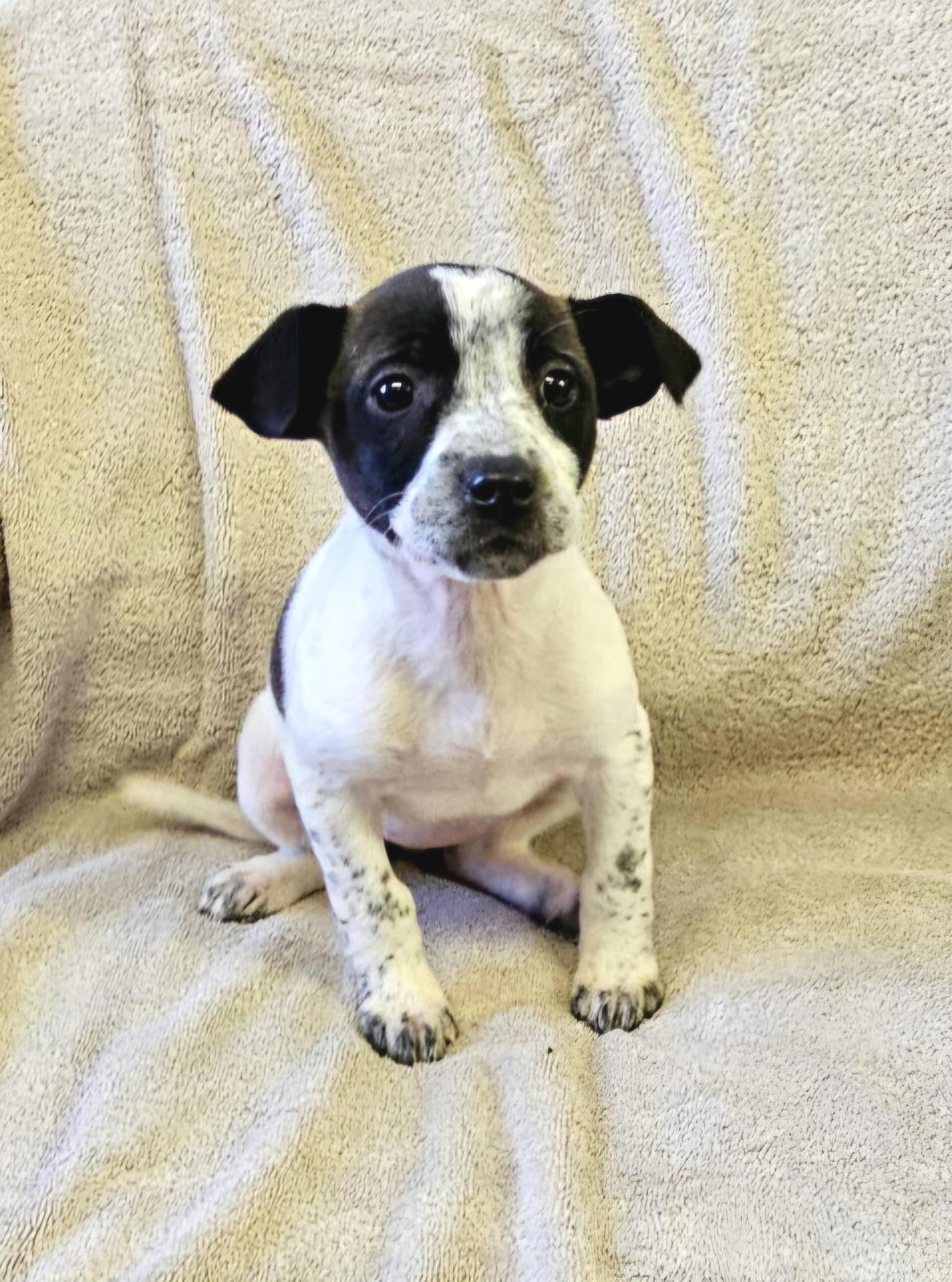 Enlarge Lainey, a ADOPTABLE mixed breed in Arlington Heights, IL image 6/6