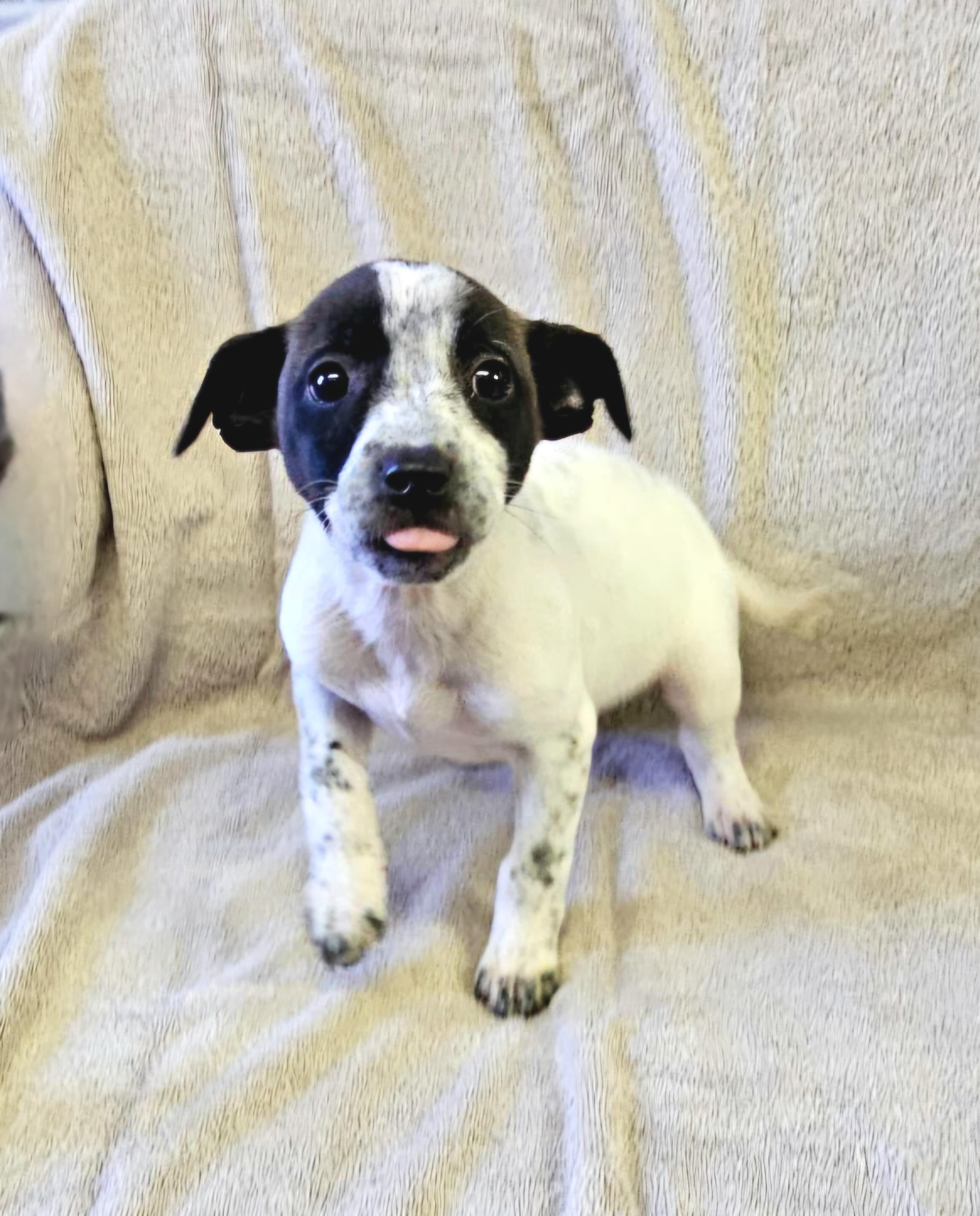 Enlarge Lainey, a ADOPTABLE mixed breed in Arlington Heights, IL image 3/6