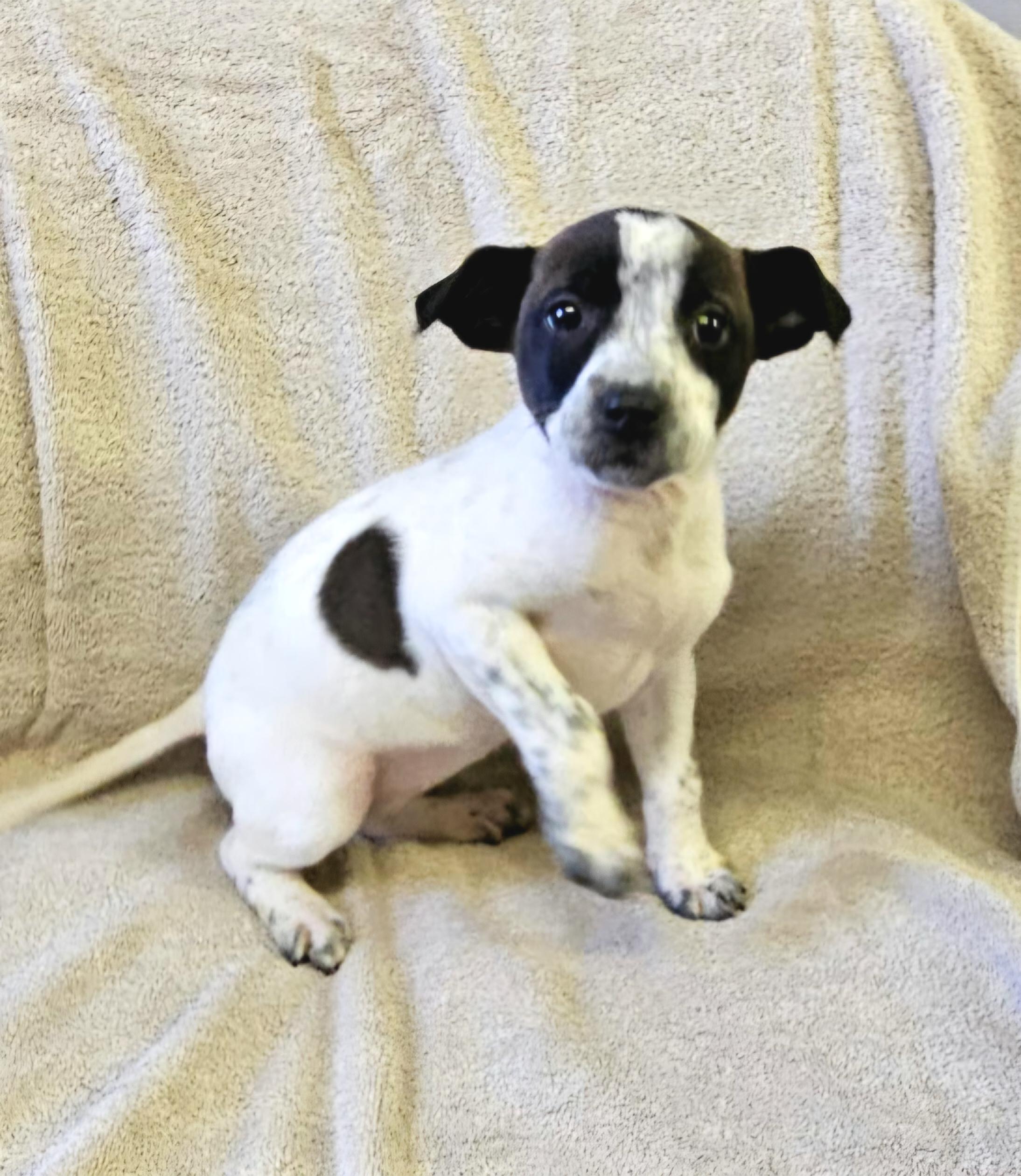 Enlarge Lainey, a ADOPTABLE mixed breed in Arlington Heights, IL image 1/6